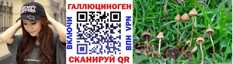Псилоцибиновые грибы Psilocybe  закладка  Заозёрск 